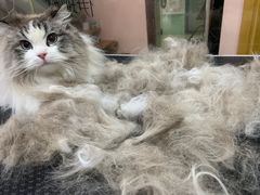-车接车送·寄养洗护·德文猫舍(大宁店)
