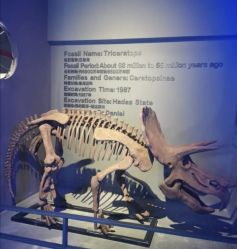 -恐龙探索乐园(磁器口店)