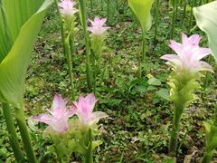 -广西壮族自治区药用植物园