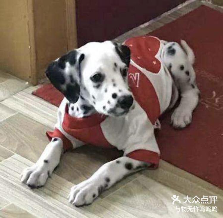 大麦丁犬是原产于南斯拉夫,全身有如水珠斑-大众点评