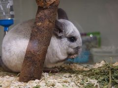 -藦茜花园宠物主题亲子互动体验馆(国顺东路店)