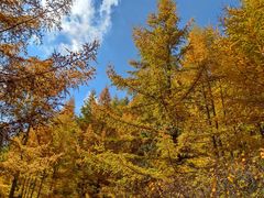 -苏木山森林公园