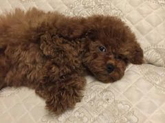 -惠康宠物医院(华能路店)