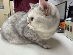 -艾贝尔宠物医院·宠保定点·超声绝育·免疫点(樱花路店)