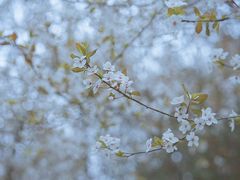 -天鹅湖体育公园