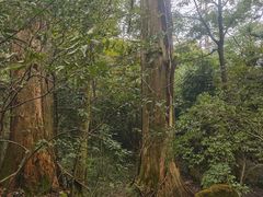 -天目山大树王景区