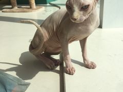 -飞行喵MR PILOT|猫舍·猫咖(静安大融城店)