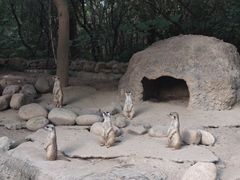 -上海野生动物园