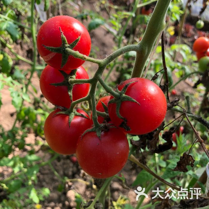 博森农庄-图片-青县美食-大众点评网