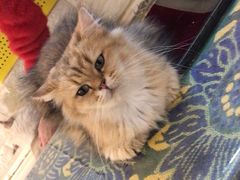 -平行世界·猫咖(首经贸店)