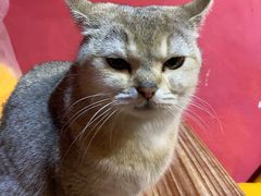 -猫色咖啡·猫咖