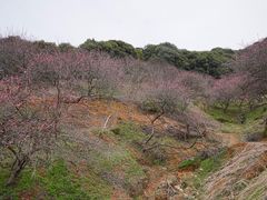 -新建村梅花