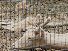 -青藏高原野生动物园