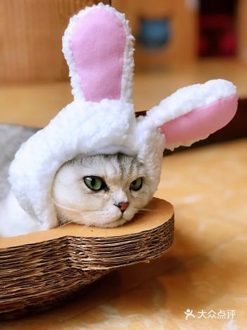 2020撸猫时光之巷子尾の猫•撸猫猫舍休闲馆 