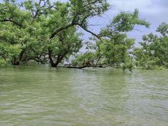-宝安西湾红树林湿地公园