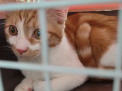 -艾吉宠物医院·疑难杂症转诊中心·猫友好(碧江路院)