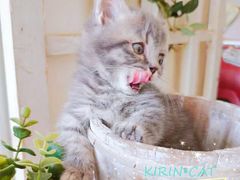 -十年猫舍·猫咪专门店(普陀店)