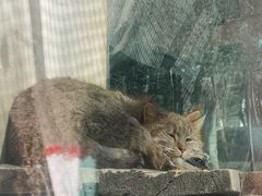 -青藏高原野生动物园