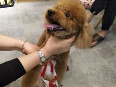 -小尾巴宠物店(万科·金域华庭店)