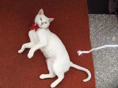 -眞宗·椰汁是大王(小娄巷店)