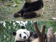 -成都大熊猫繁育研究基地