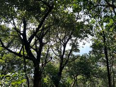 -梧桐山风景名胜区