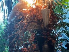 -自由生长植物工作室(深港花卉中心店)