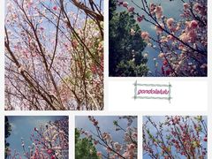 -南汇桃花村