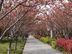 -高东镇樱花园