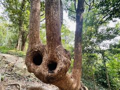 -上海佘山国家森林公园天马山园