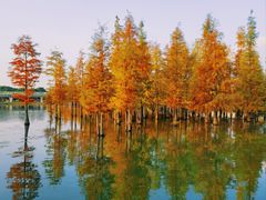 -白鹭湾湿地公园