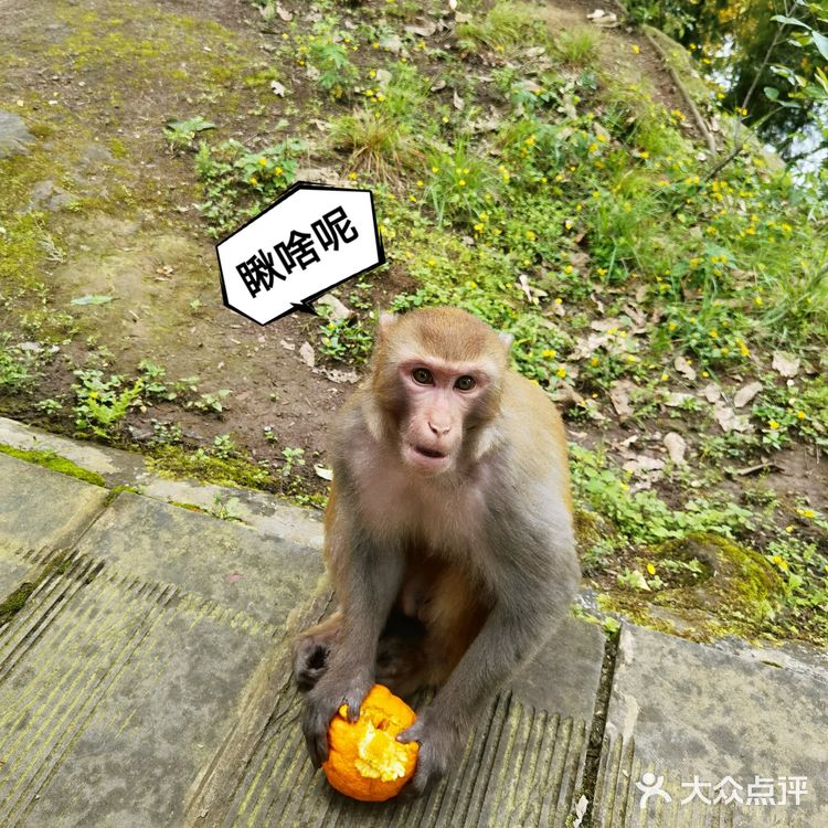 野猴出没，小心！🔥———长寿太极岛