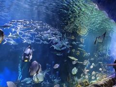 -华夏文旅海洋公园