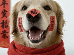 -紫光园·烤鸭·北京菜(前门大栅栏店)