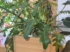 -米国现煲煲仔饭(塔子湖店)