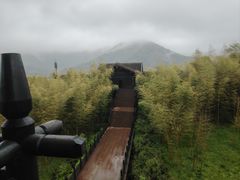 -大唐贡茶院