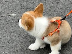 -温野菜涮涮锅(大悦城店)