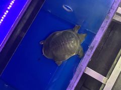 -7890+霸王甲·甲鱼爱尚蛙(坪洲店)