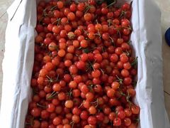 -双福水果批发市场