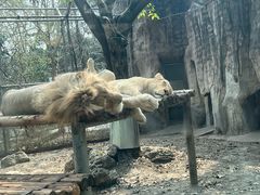 -成都动物园