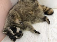 -浣熊柯尔鸭土拨鼠·电玩咖