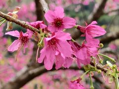 -小桃源酒家(罗湖商业城店)