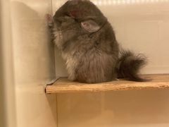 -龙猫仔乐园(惠福东路店)