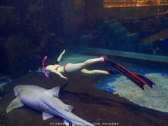 -石家庄海洋公园