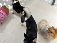 -怪兽屋·羊驼·猫咖·狗咖(俊华广场店)