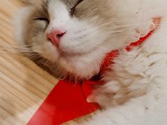 -屋虎猫馆(宝安大仟里店)