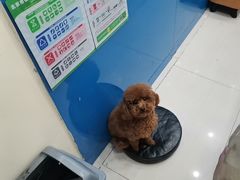 -全心全意连锁动物医院·微创中心·内科急重症·心脏专科(丰管路店)