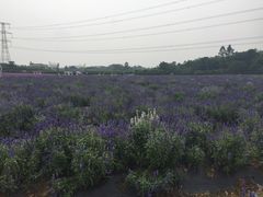 -紫颐香薰山谷景区