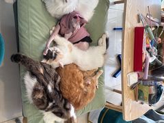 -平行世界·猫咖(首经贸店)