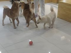 -柴源莊·柴小宠柴犬咖啡